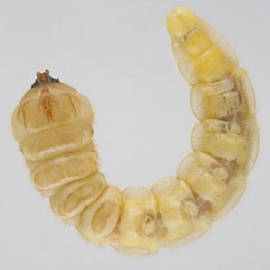 Temognatha mitchellii, PL4533A, larva, SE, in EtOH (ventral), 35.0 × 5.8 mm